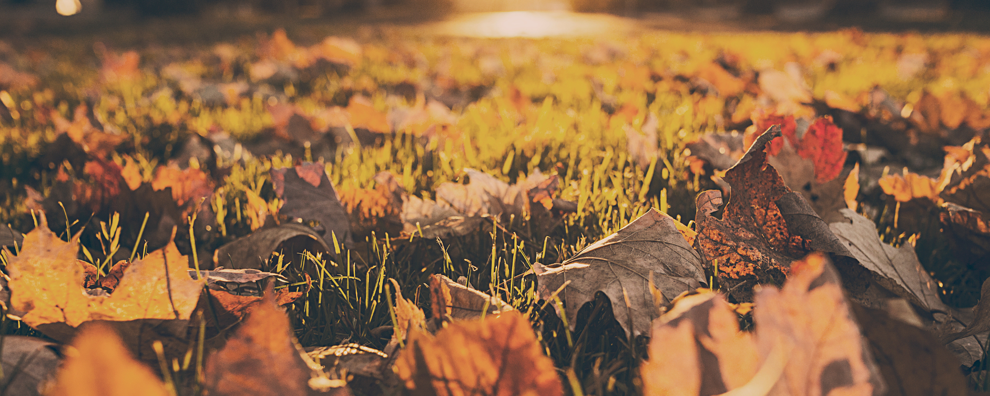 Der Herbst ist da.