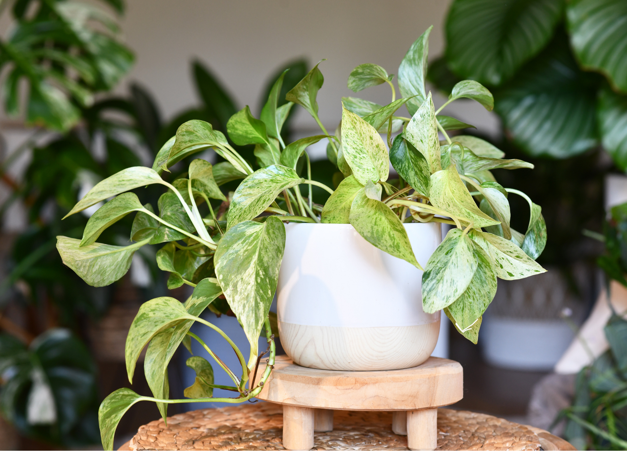 Bye-bye trockene Heizungsluft