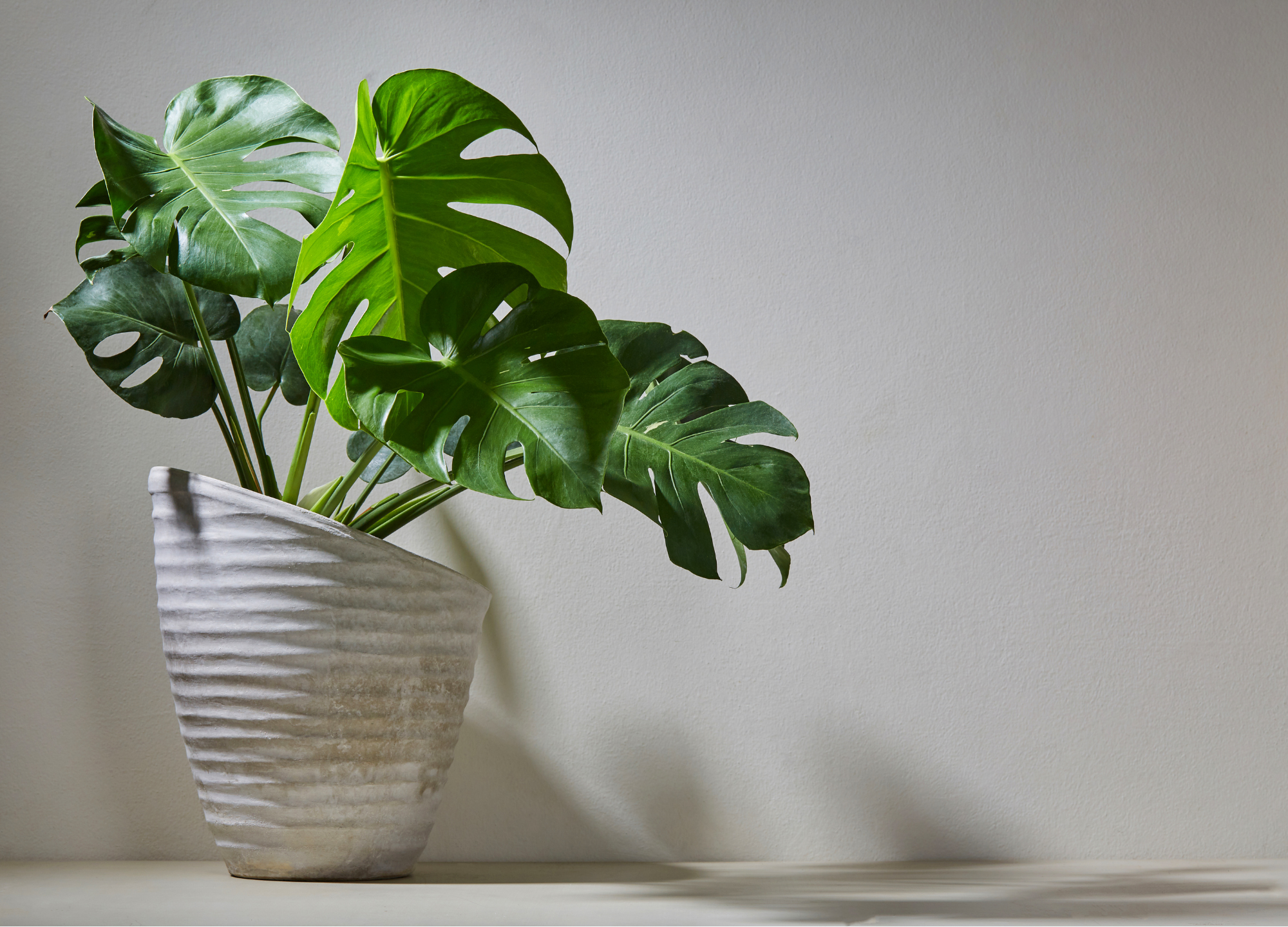 Strategien gegen den Lichthunger