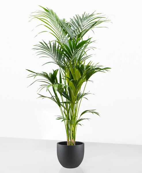 kentia palme pflegeleicht Kentia Palme – We are plants