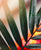 Kentia Palme
