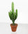 Euphorbia
