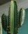Euphorbia