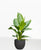 Aglaonema 'Silver Bay'