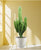 Euphorbia