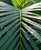 Areca Palme