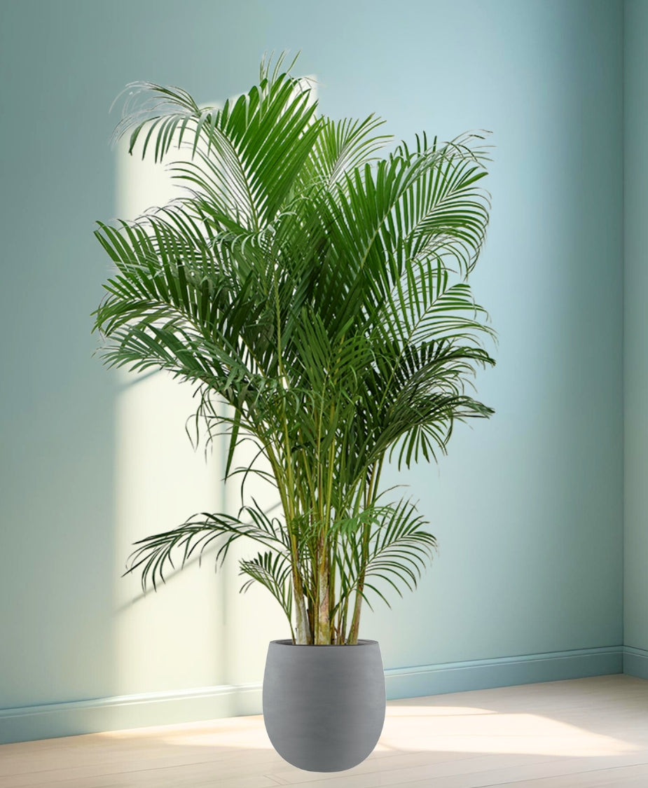 areca palme Areca Palme – We are plants
