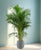 Areca Palme