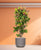 Croton (Codiaeum) variegatum verzweigt