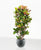 Croton (Codiaeum) variegatum verzweigt