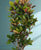 Croton (Codiaeum) variegatum verzweigt