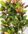 Croton (Codiaeum) variegatum verzweigt
