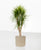 Dracaena marginata verzweigt