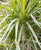 Dracaena marginata verzweigt