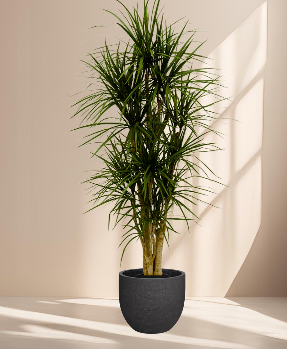 dracaena pflanzen Dracaena marginata verzweigt – We are plants