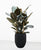 Ficus abidjan