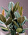 Ficus abidjan