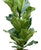 Ficus lyrata