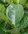 Ficus lyrata
