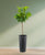 Ficus lyrata Stamm