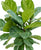 Ficus lyrata Stamm