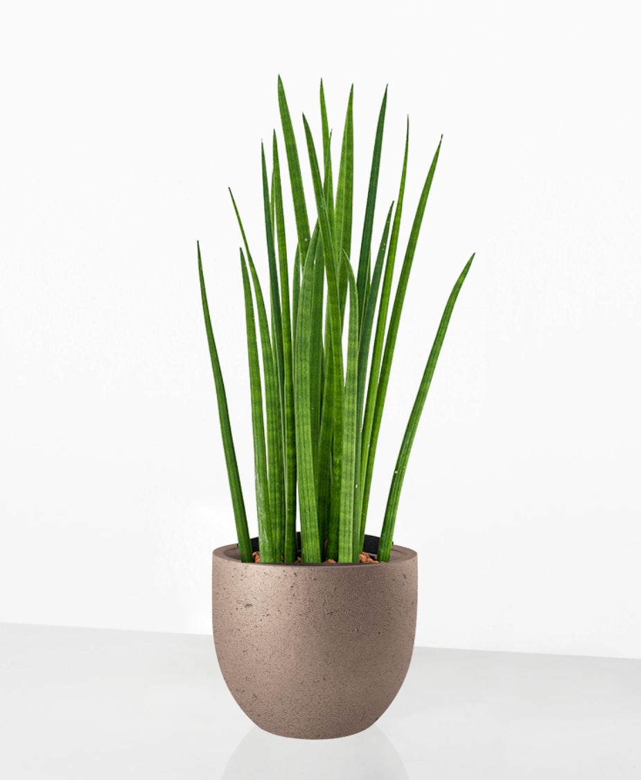 sansevieria cylindrica umtopfen Sansevieria cylindrica – We are plants