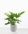 Philondendron selloum