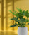 Philondendron selloum