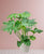 Philondendron selloum