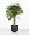 Schefflera Stamm geflochten