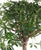 Schefflera Stamm geflochten