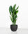 Aspidistra elatior