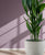 Aspidistra elatior