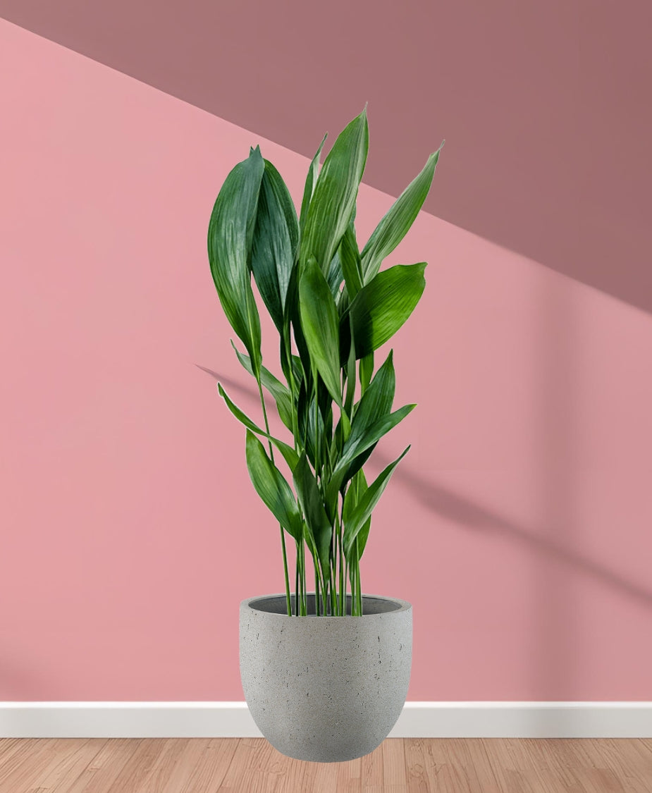 Aspidistra elatior – We are plants