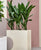 Aspidistra elatior