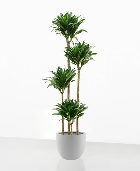 Dracaena fragrans 'Compacta' – We are plants