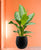Aglaonema 'Silver Bay'