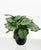 Calathea orbifolia