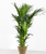 Kentia Palme XL