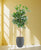 Ficus cyathistipula Stamm