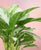 Aglaonema 'Silver Bay'