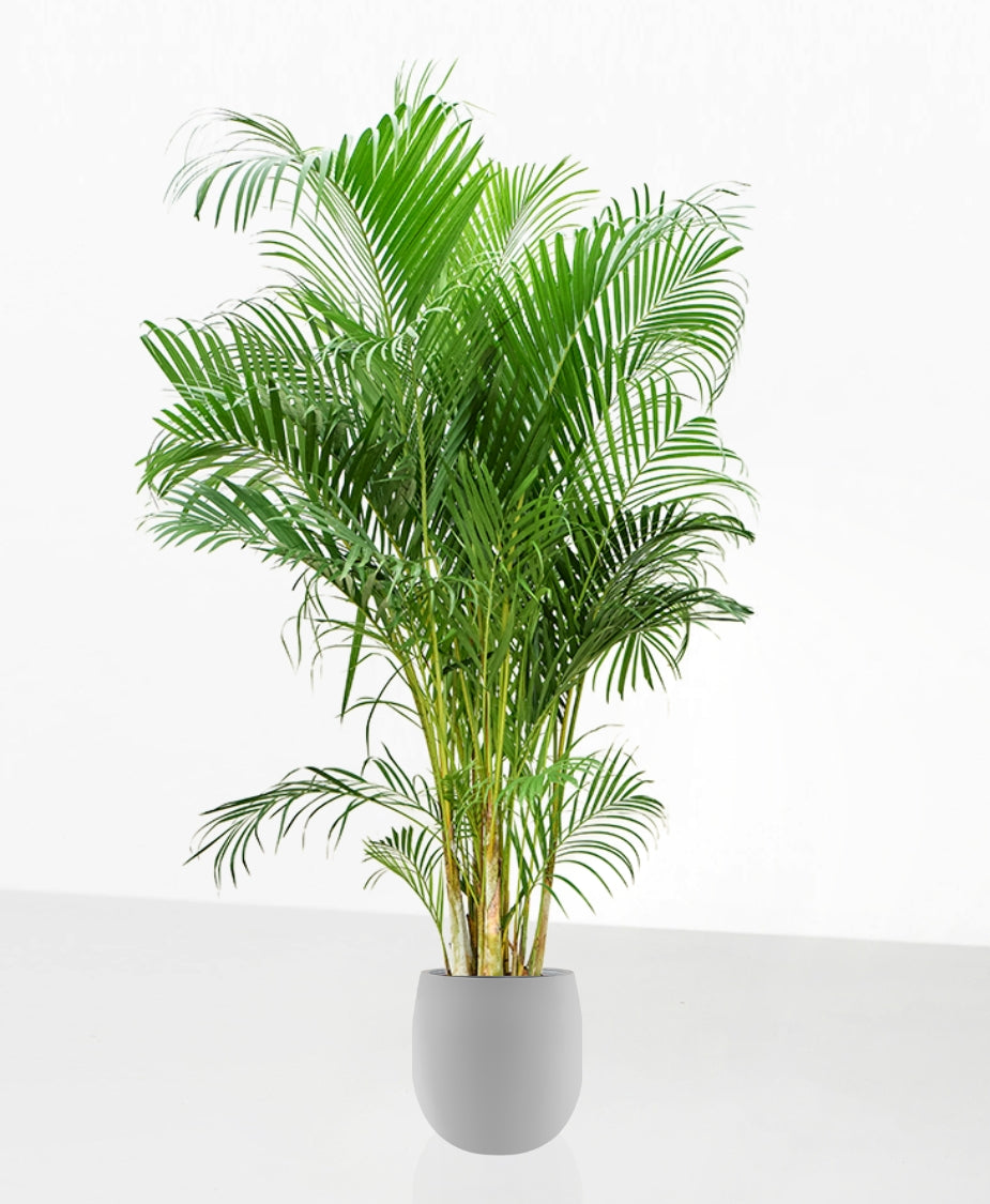 areca palme Areca Palme – We are plants