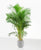 Areca Palme
