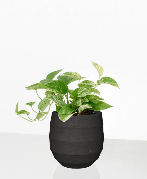 dracena draco Dragon Tree main image 1