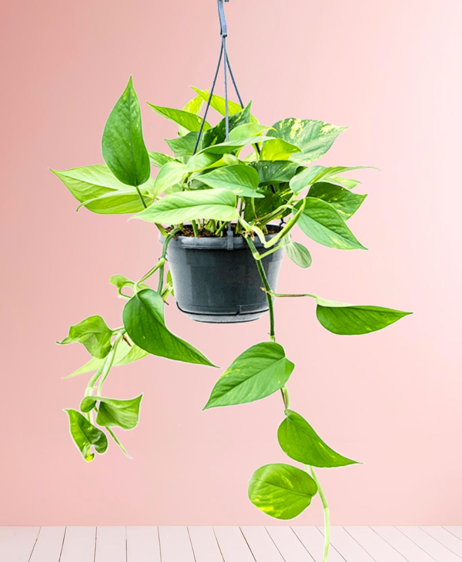 Efeutute hängend – We are plants