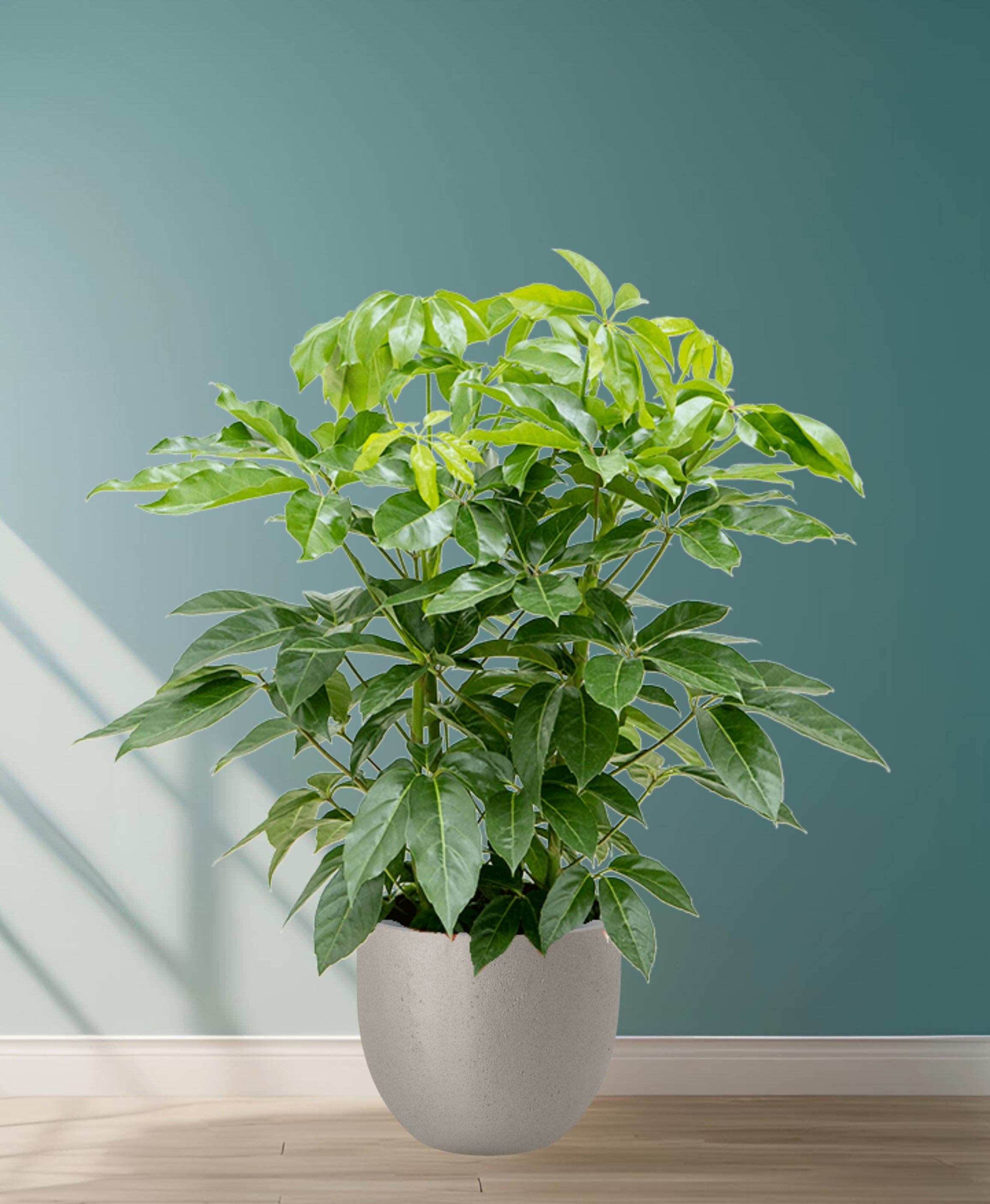 Schefflera actinophylla 'Amate' – We are plants