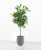 Ficus cyathistipula Stamm