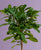 Ficus cyathistipula Stamm