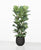 Ficus lyrata