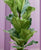 Ficus lyrata
